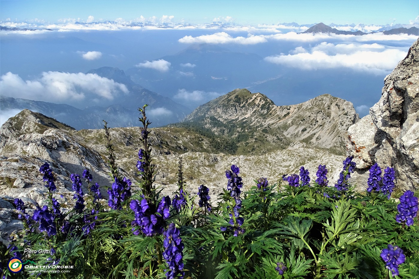 58 Vista panoramica sulla Via della Ganda salita.Aconito napello  (Aconitum Napellus) in primo piano).JPG